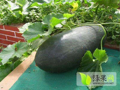 2014年山东金乡子弹头黑皮冬瓜价格