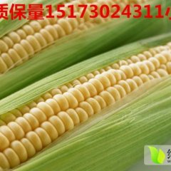 湖南岳阳玉米籽粒大小均匀、饱满，品质好