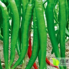 东明辣椒颜色艳丽，质量好，产量大