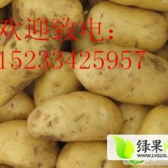 供应 荷兰十五 土豆个头大，皮毛好，价格合理