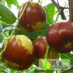 2013年山东沾化沾化冬枣价格