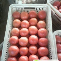 东昌府欧冠西红柿硬度高，颜色鲜红色