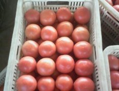 东昌府欧冠西红柿硬度高，颜色鲜红色