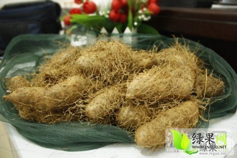 2014年广东徐闻毛薯价格