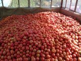 凌海西红柿陆续大量上市，质量好，价格便宜