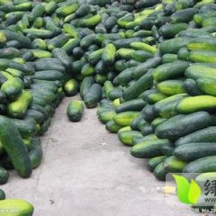 河南通许子弹头黑皮冬瓜品质上乘，个大形正