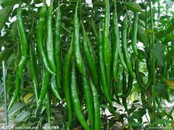 砀椒三号辣椒型好，保质保量