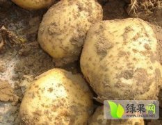 公主岭土豆产量大，品质优，价格合理