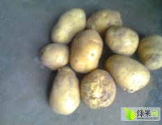 荷兰十五土豆个头大，无虫眼，含淀粉高