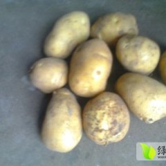 荷兰十五土豆个头大，无虫眼，含淀粉高