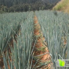 大葱现已上市，长试旺盛，口感好