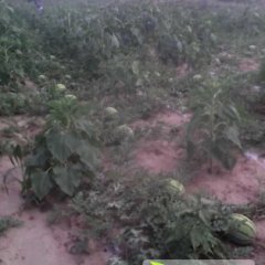 翁牛特旗桥头毕明志8月冠龙西瓜