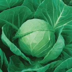 青海中甘21甘蓝颜色翠绿，个头均匀0.15