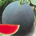 太康黑无籽西瓜品个头大、含糖量高、味道独特鲜美