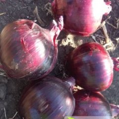 本人现有紫色洋葱二十万余斤，皮毛好，个大