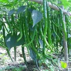 忻州市辣椒大量上市，欢迎前来订购