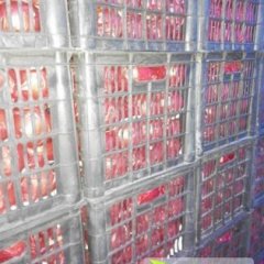 扶余欧盾西红柿果型好，硬度够，耐运输