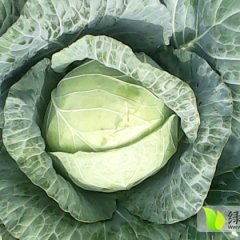 甘蓝，京丰、中甘球型8月中旬新鲜上市