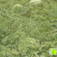 翁牛特旗冠龙西瓜西瓜具有特甜、沙的口感，鲜红的瓜瓤