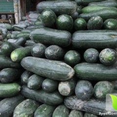 大量供应黑皮大冬瓜，价格优惠，品质好