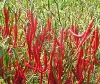 忻府辣椒椒型好，色泽艳，香味浓，品质好