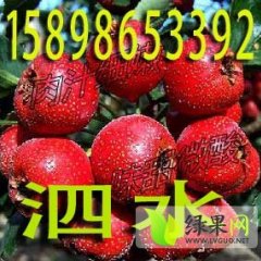 泗水县供应优质山楂无病果，无异型果