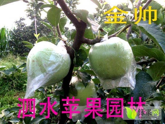 2014年山东泗水金帅价格