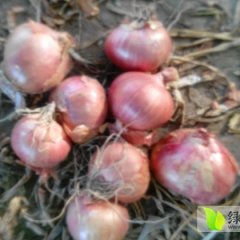 常年合作供应红皮鬼子葱