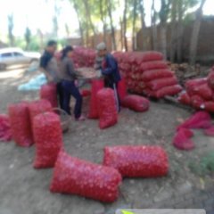 吉林农安红皮鬼子葱：杨树林林金鑫