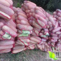 临颍小白冬瓜 口感好，体型棒，质量高