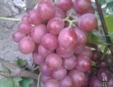 清苑巨峰葡萄色好、味甜、粒大、品质优