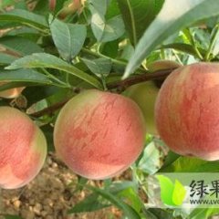 200-1毛桃口感好，硬度好，耐运输