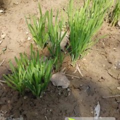 陕西华县无公害蔬菜韭菜将大量上市，欢迎选购