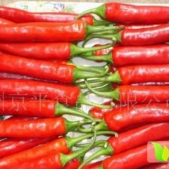 我地区红椒，酱椒，牛角椒，大量上市