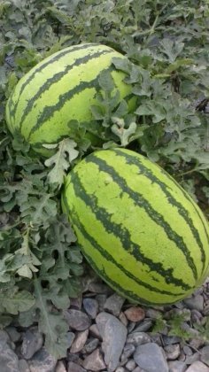 靖远西瓜瓤鲜红，肉质细，多汁，味甜