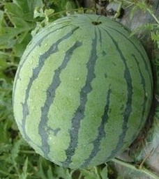 赤峰翁牛特旗京欣、东北王等西瓜个大、沙瓤，口感好