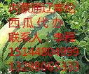2017年内蒙古库伦旗花皮冠龙价格