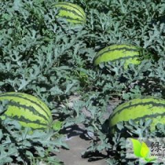 靖远西瓜个大、味甜、汁多、肉细、籽少