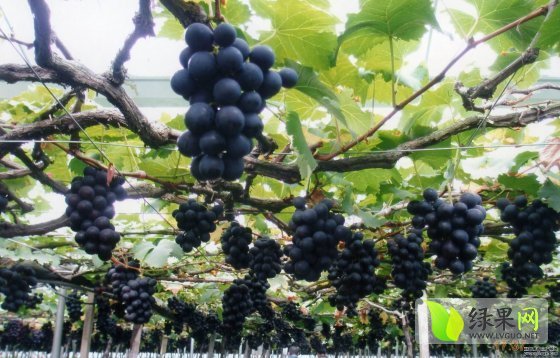 2014年辽宁鲅鱼圈巨峰葡萄价格