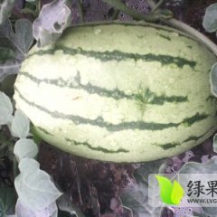 甘肃金城5号西瓜个大，皮薄，汁多，性甘甜爽口