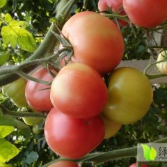 硬粉西红柿果型苹果状，高硬度，颜色靓丽