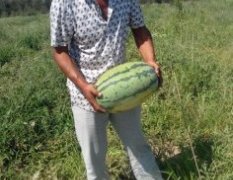 科尔沁西瓜营养丰富,个头大，质量好