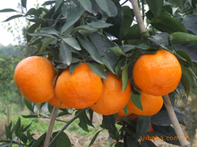 资兴蜜橘，柑橘形美，色艳，汁多，香醇