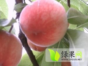 2014山东蒙阴20万亩套袋黄金桃大量上市！