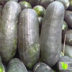 金乡冬瓜大量上市，瓜形好、个头均匀、耐运输