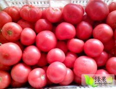 山西应县西红柿大量上市，货源充足、品质优良