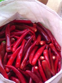 单县辣椒绿色无公害,颜色艳丽，质优价廉