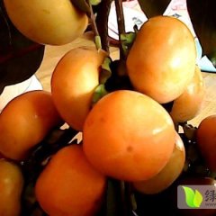 我处鲜甜柿子开始上市,欢迎前来选购