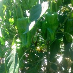 2014兴山辣椒走过路过不要错过