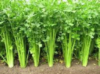 禹城芹菜已大量上市，质量好，价格随行贴市